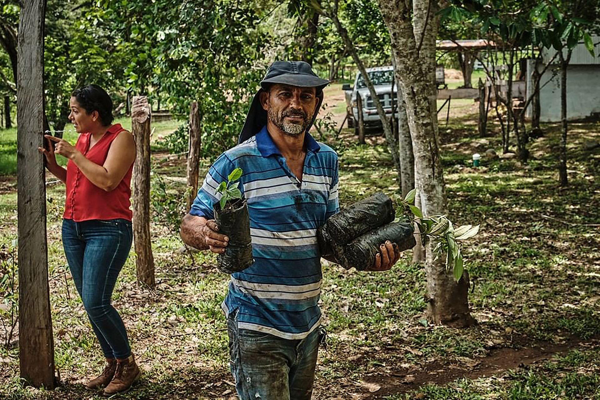 جنگل کاری توسط سیل کارگو