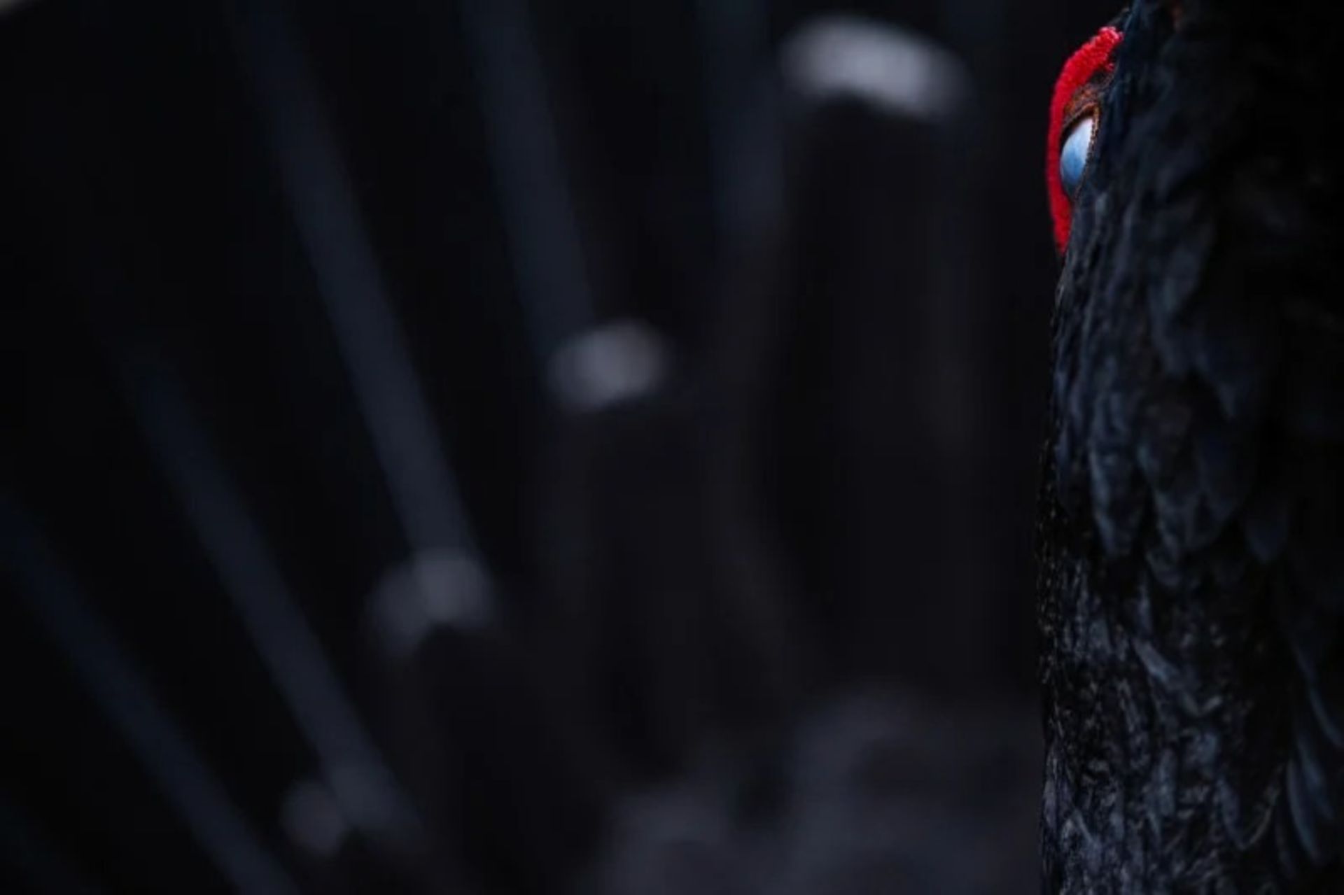 برندگان مسابقه عکاس پرنده سال ۲۰۲۲