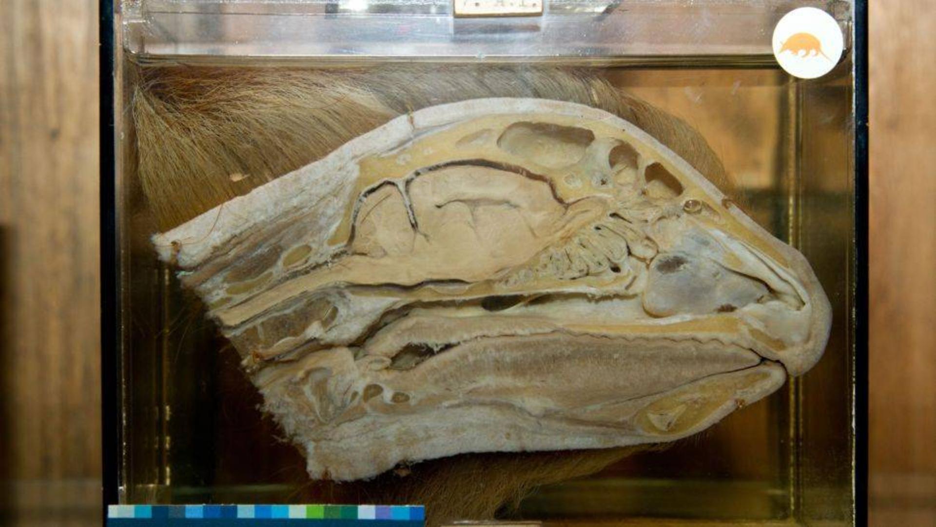 مقطع عرضی مغز تنبل / sloth brain 