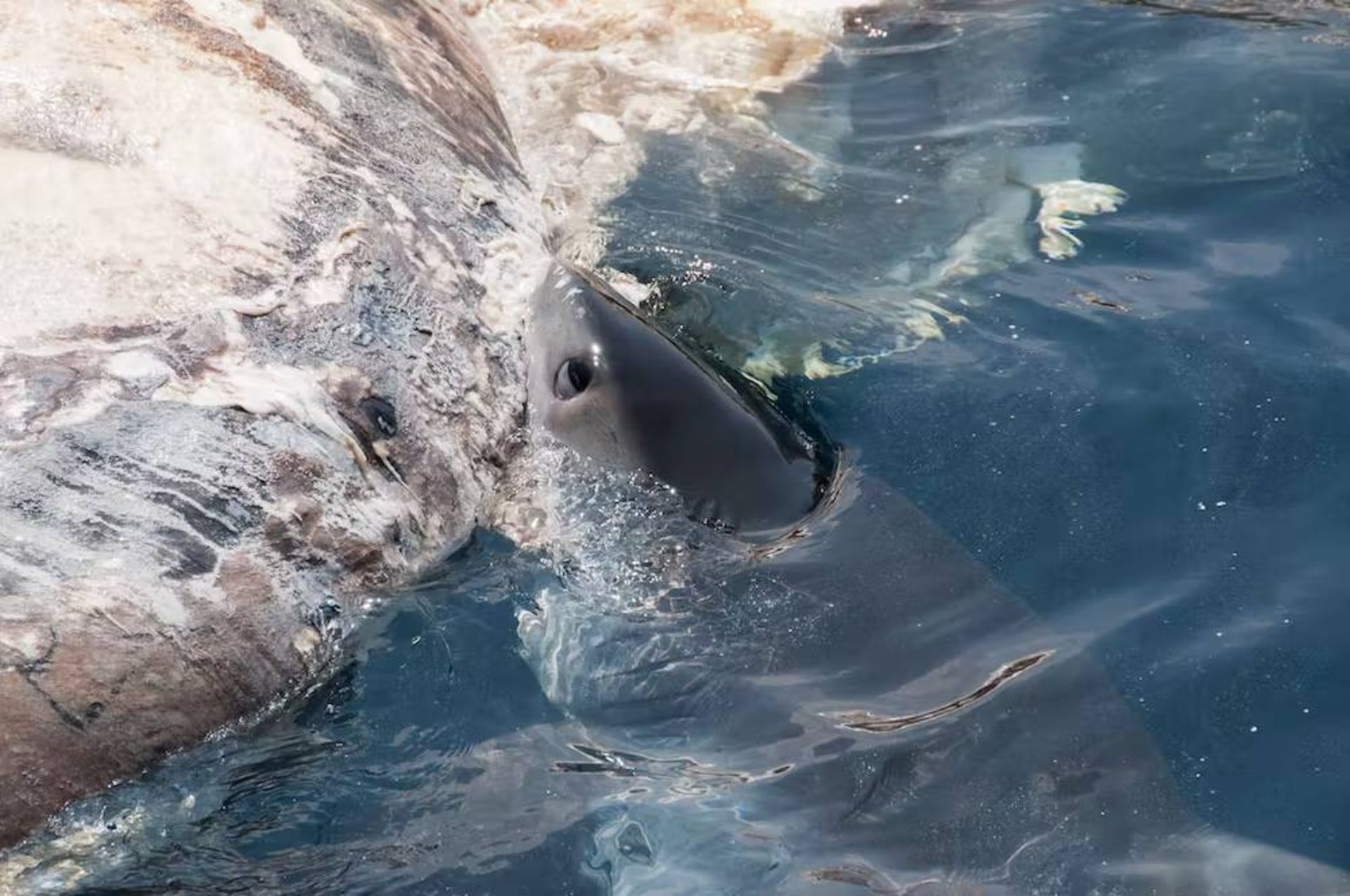 کوسه سفید نهنگ مرده را گاز می گیرد / white shark 