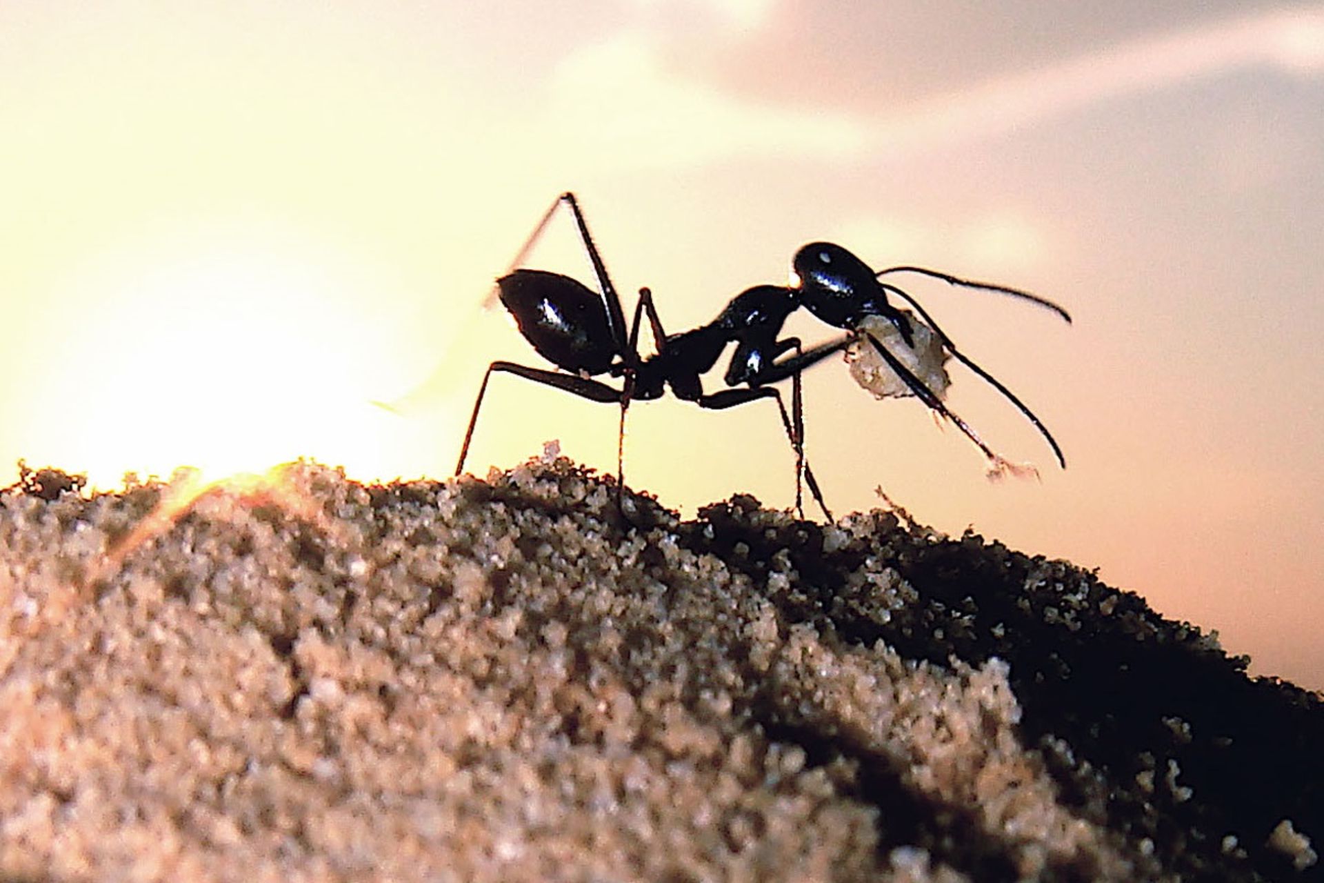 مورچه صحرایی روی تلی از خاک ایستاده است