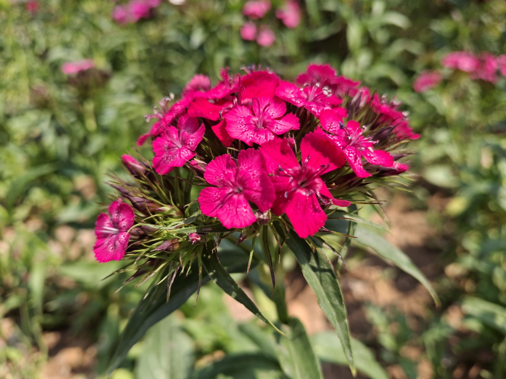 نمای نزدیک از یک شاخه گل با گلبرگ های صورتی با دوربین گلکسی A35
