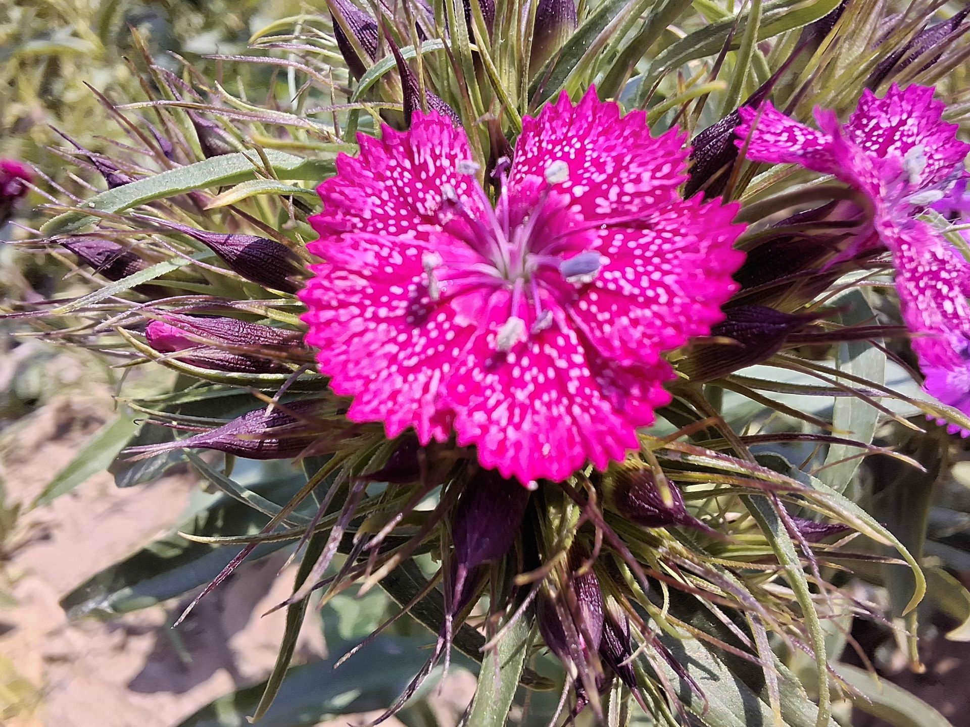 نمای کلوزآپ از یک گل با گلبرگ‌های صورتی با دوربین گلکسی A35