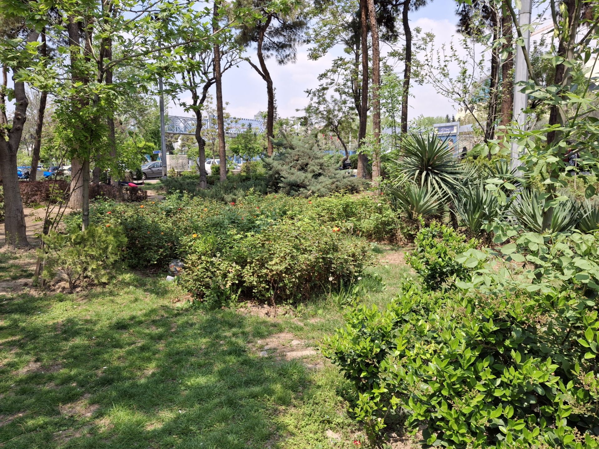 نمایی از درختان و بوته های سبز در یک پارک با دوربین گلکسی A35