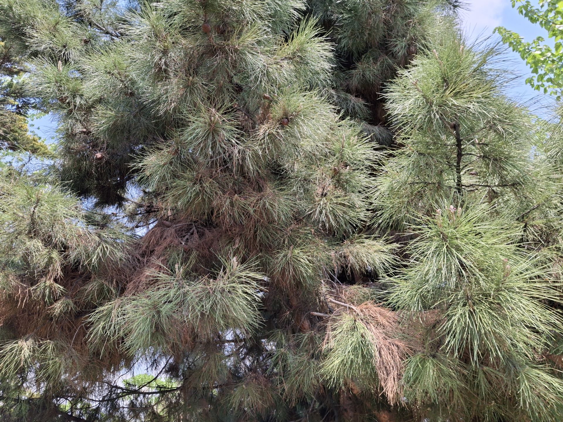 نمایی از برگ های سوزنی یک درخت در یک پارک در نور روز با دوربین گلکسی A35