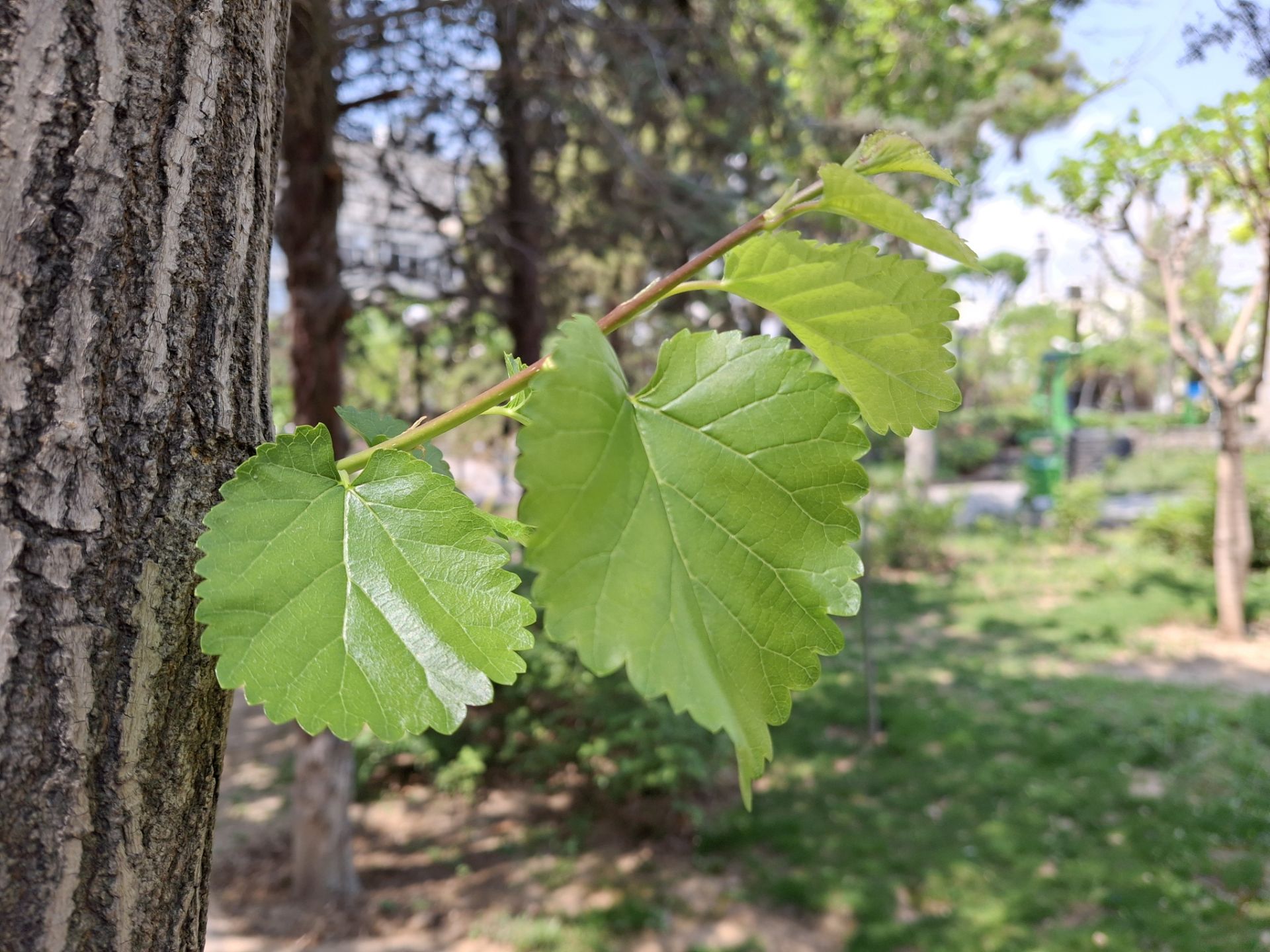 نمای نزدیک از برگ های سبز یک درخت با دوربین گلکسی A35