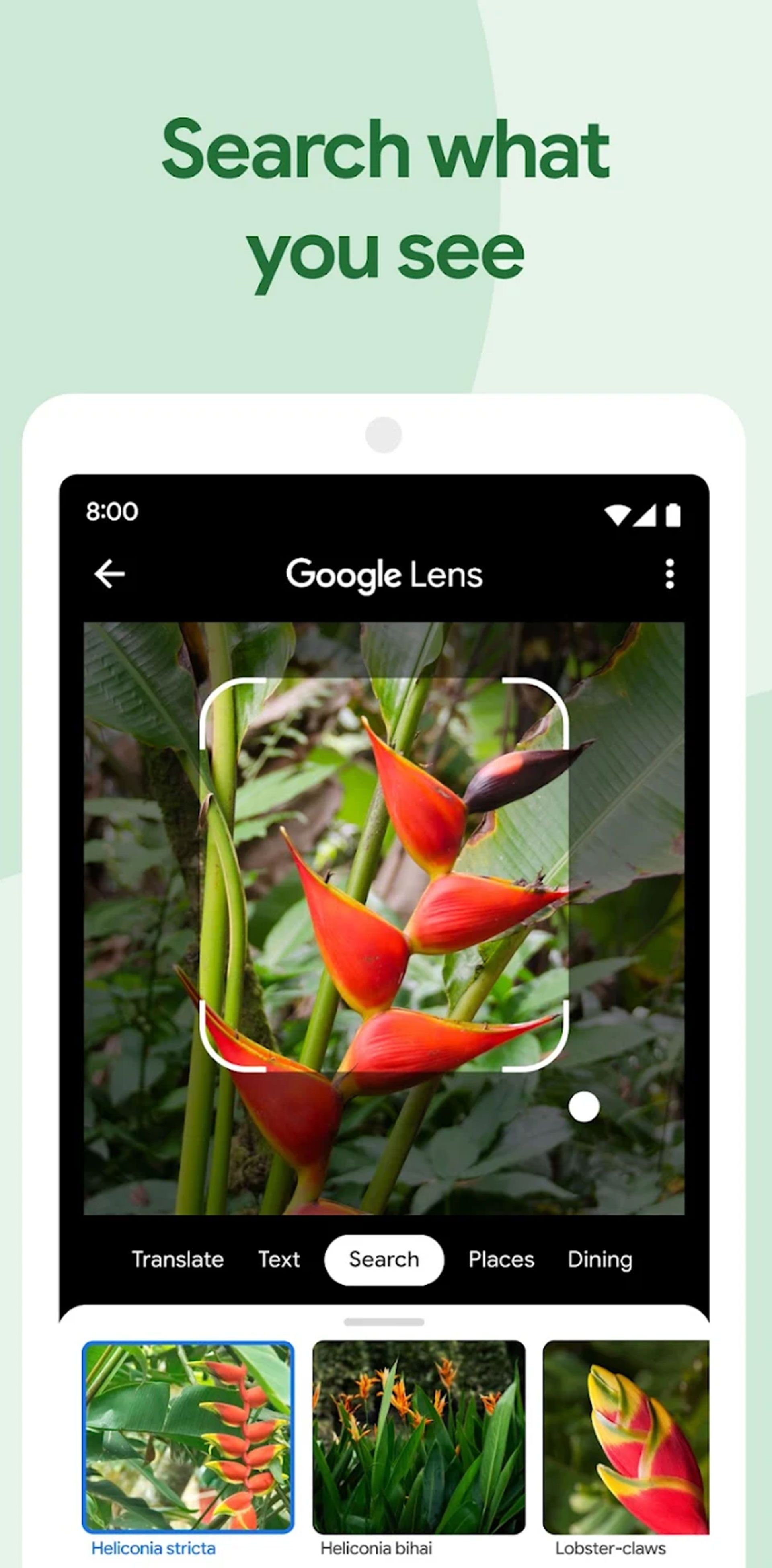 گوگل لنز در حال اسکن تصویر گل