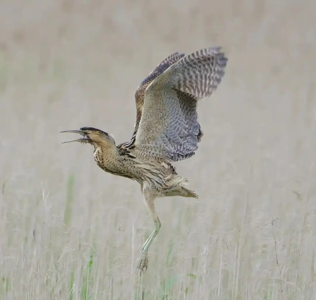 بوتیمار در حفاظتگاه طبیعی Minsmere
