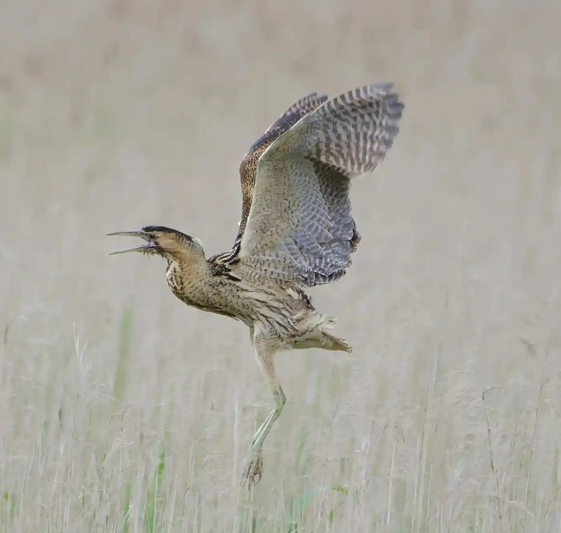 بوتیمار در حفاظتگاه طبیعی Minsmere