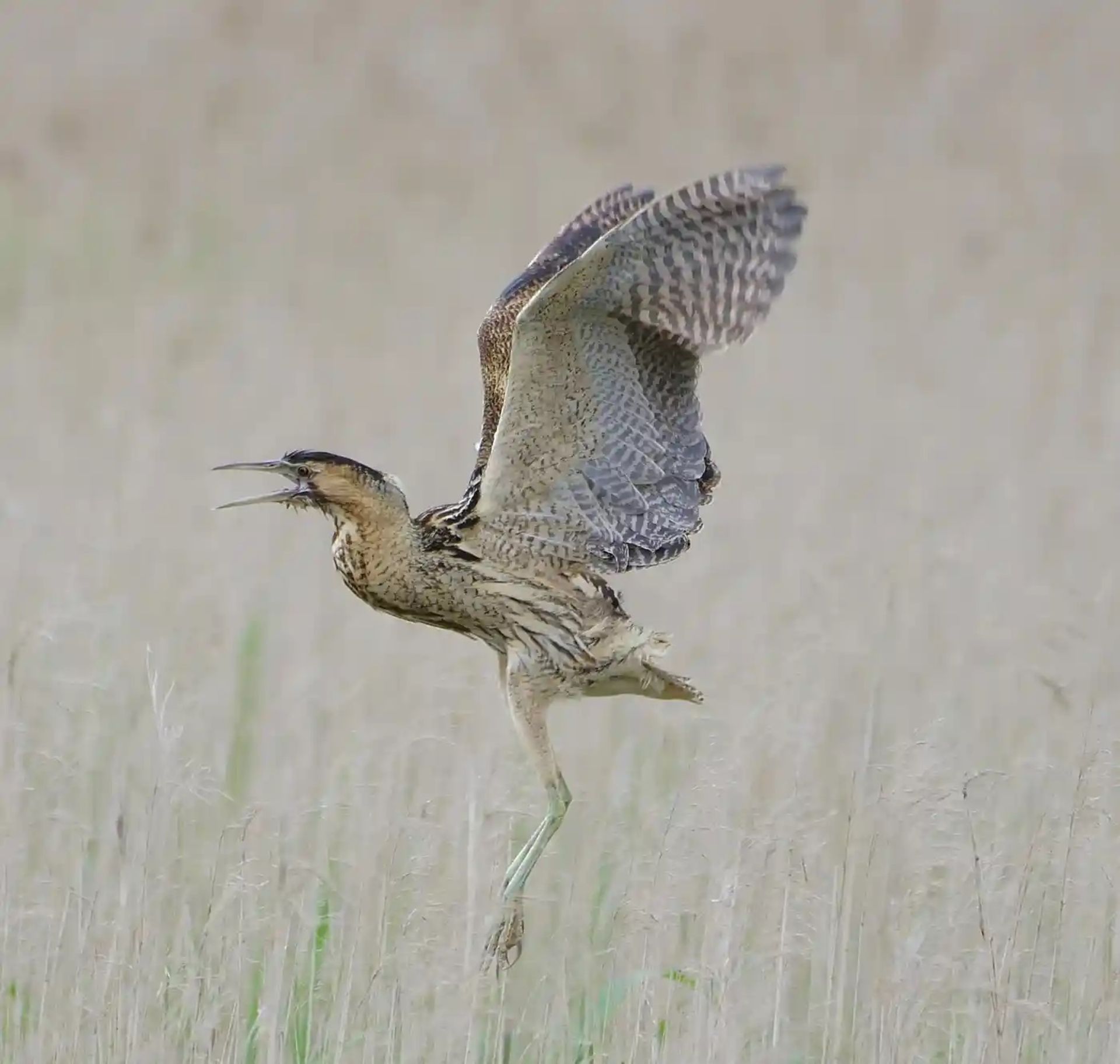 بوتیمار در حفاظتگاه طبیعی Minsmere