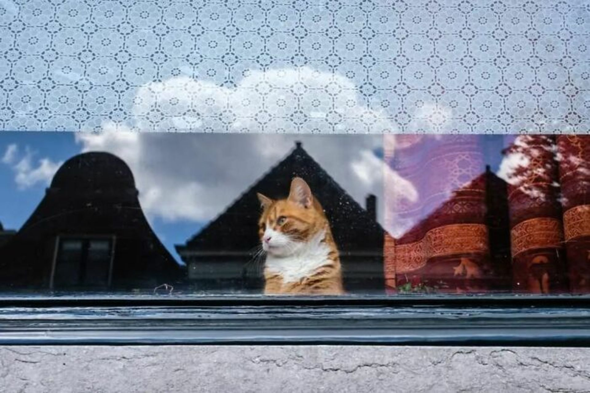 گربه گارفیلد پشت پنجره پرده