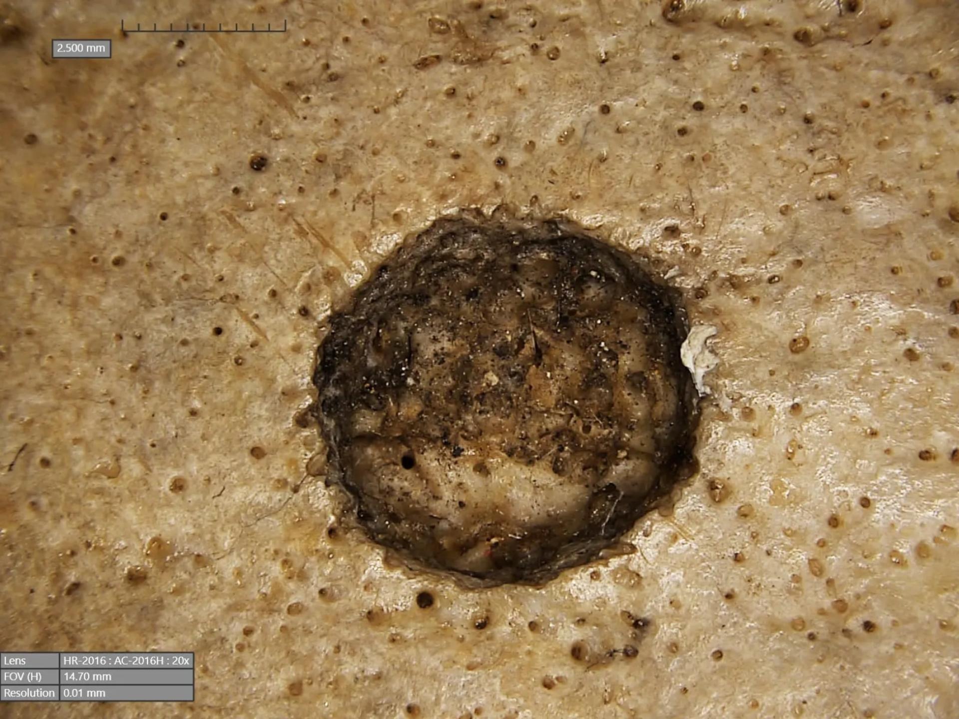 نمای نزدیک از علائم بریدگی روی جمجمه باستانی مصری