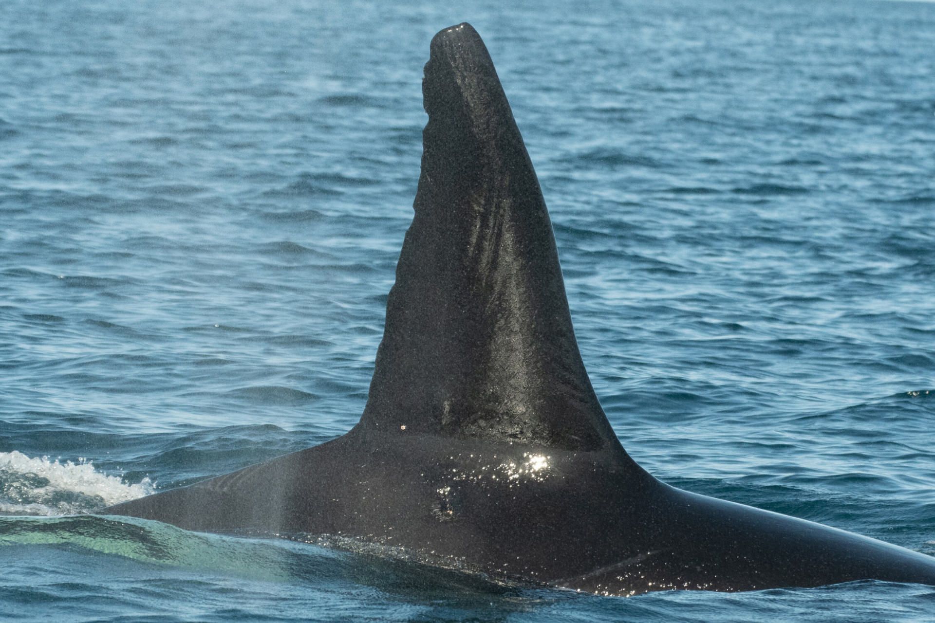 باله پشتی موکتزوما در سال ۱۹۹۲