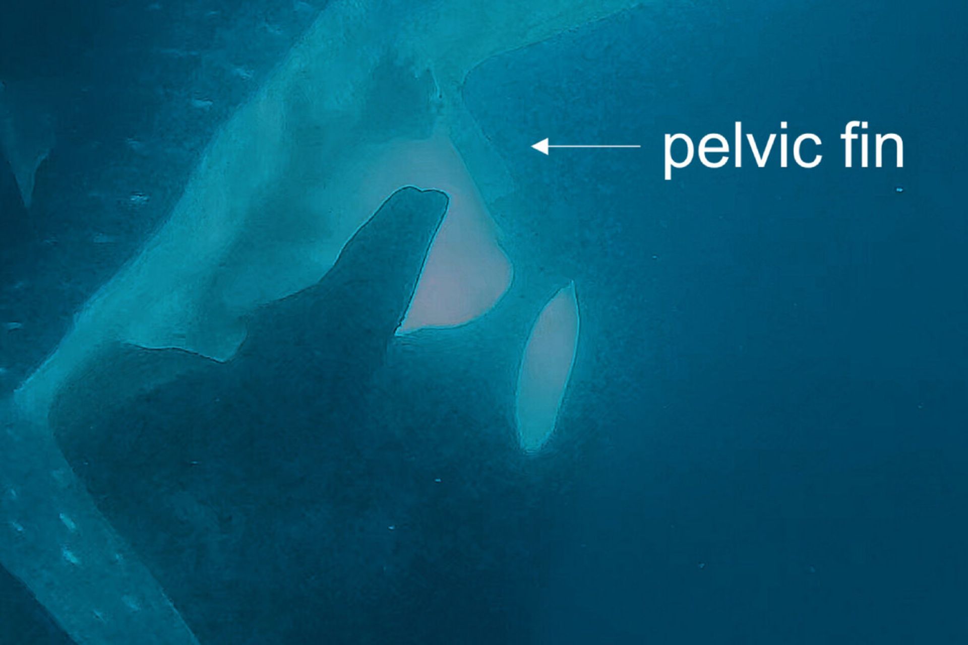 ناحیه از بدن کوسه‌نهنگ که توسط نهنگ قاتل گاز گرفته می‌شود