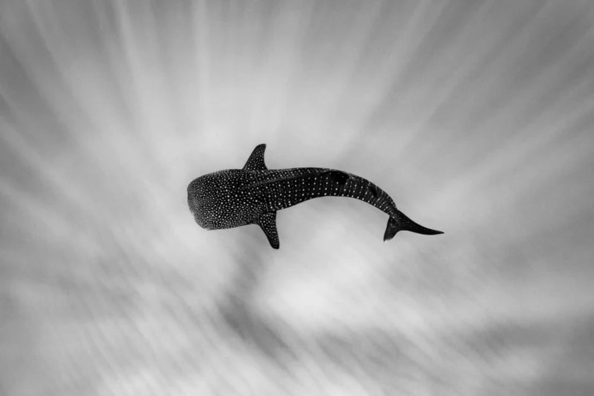 کوسه‌ نهنگ در حال شنا