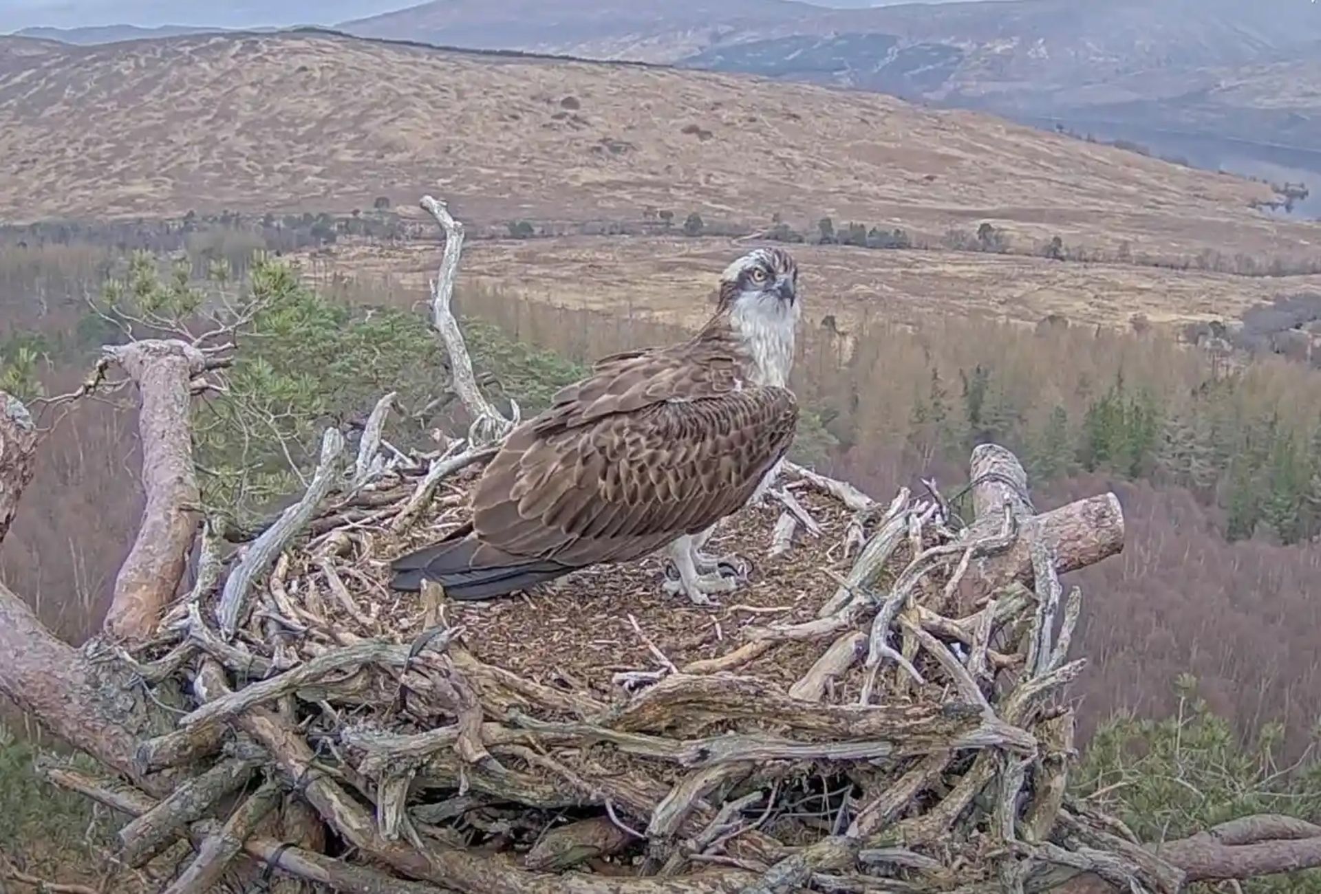 عقاب ماهی‌خوار 