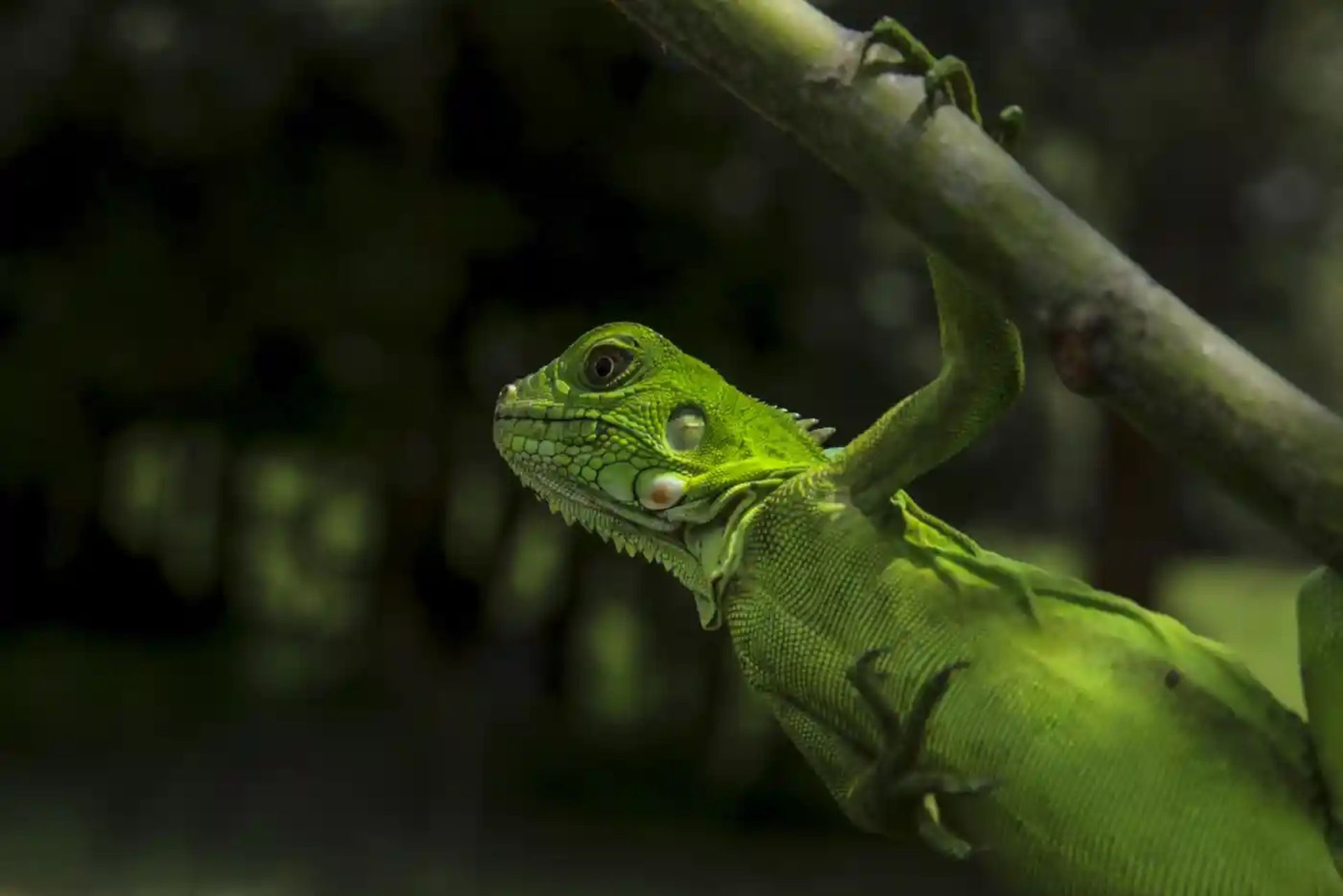  ایگوانای سبز یا سوسمار درختی