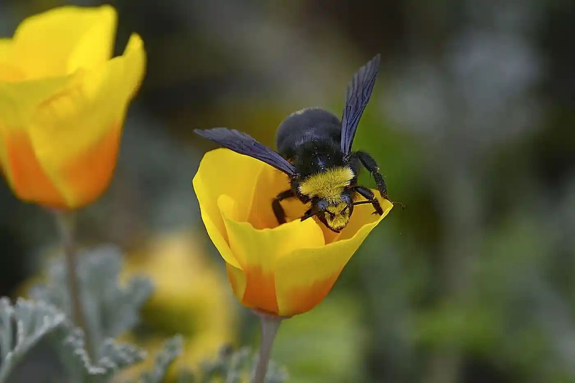 زنبور کالیفرنیایی