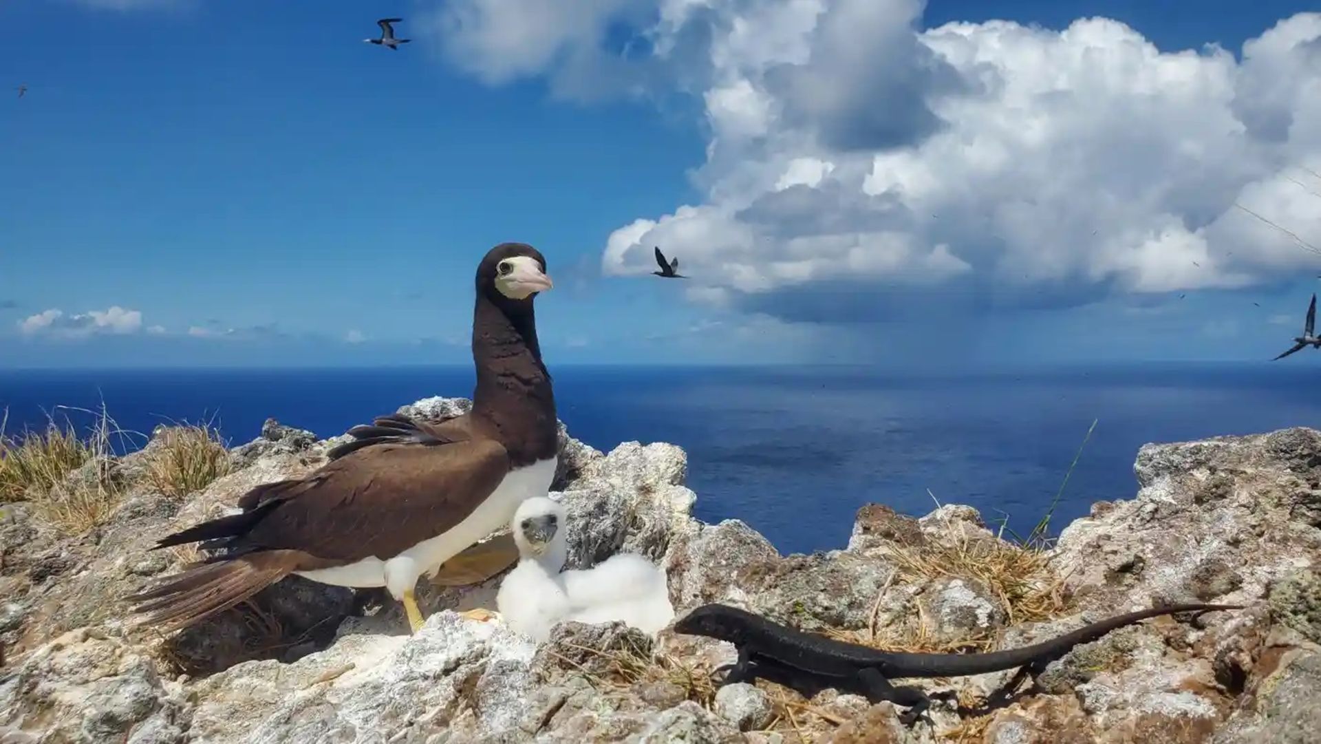 بوبی قهوه‌ای و جوجه‌اش در کنار مارمولک ردوندا