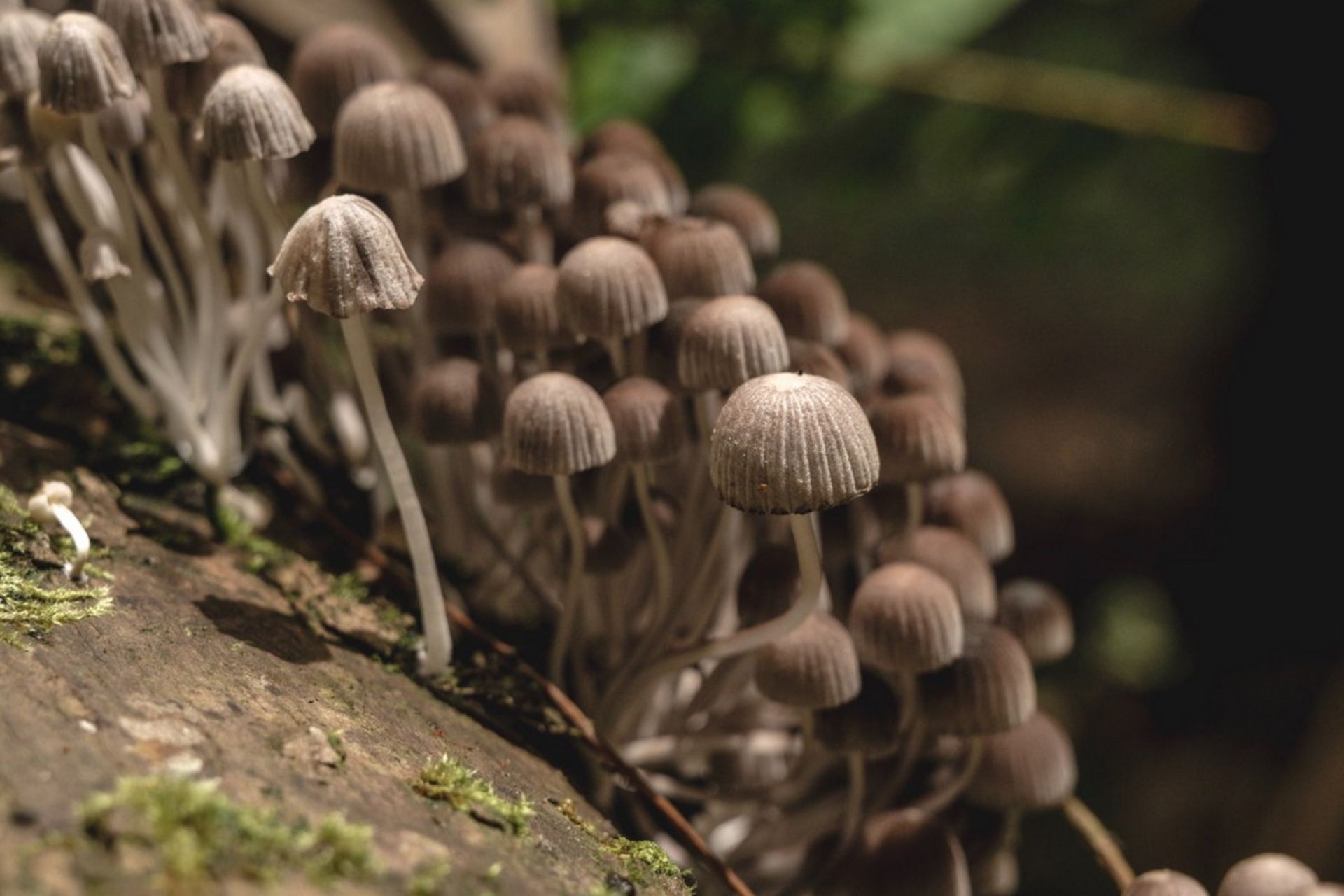 قارچ‌های روان‌گردان 