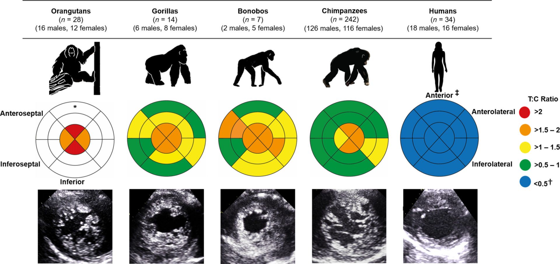 Comparison of left ventricular trabeculation in great monkeys