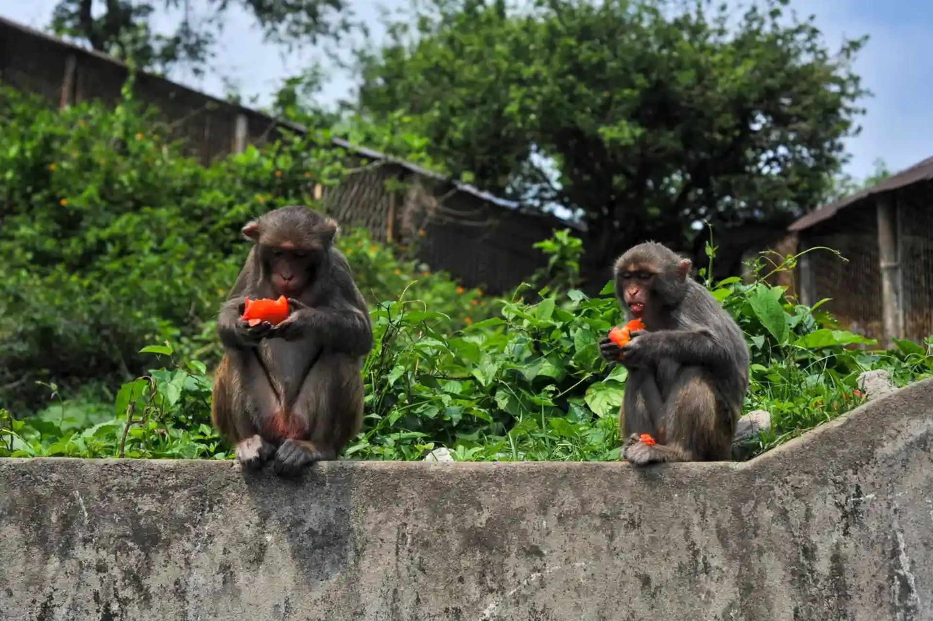 گوجه خوردن میمون‌های ماکاک‌ رزوس 