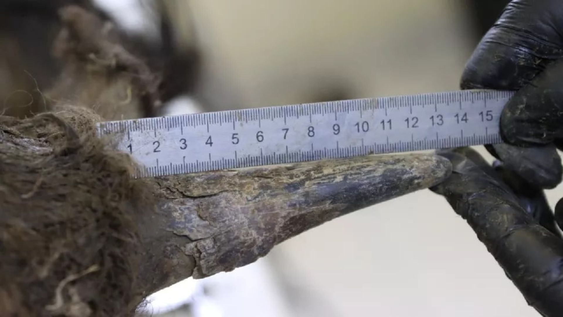 اندازه‌گیری شاخ گاومیش کوهان‌دار منقرض‌شده