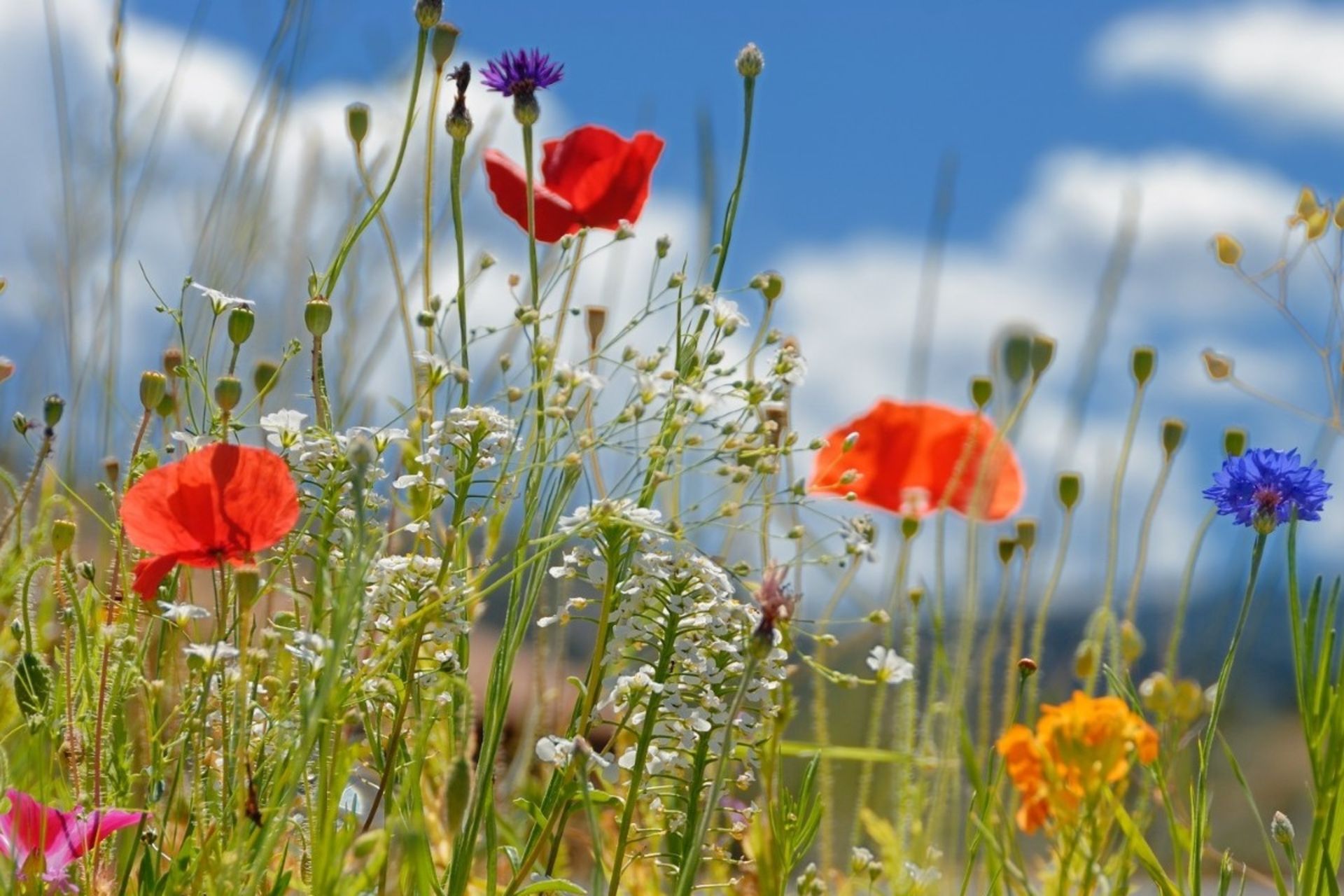 دشتی از گل‌های وحشی