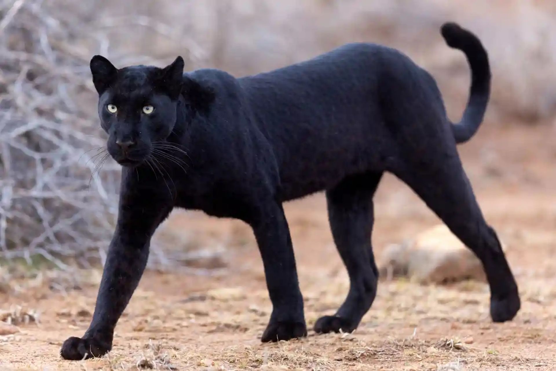 یک پلنگ سیاه نادر دو ساله در کنیا