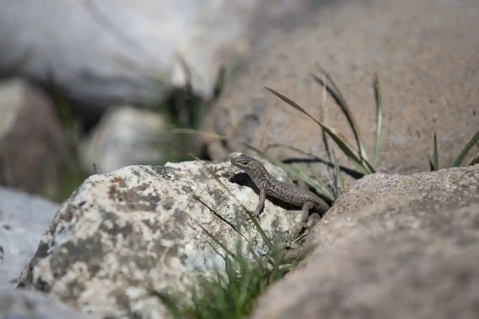 سوسمار چشم‌ماری 