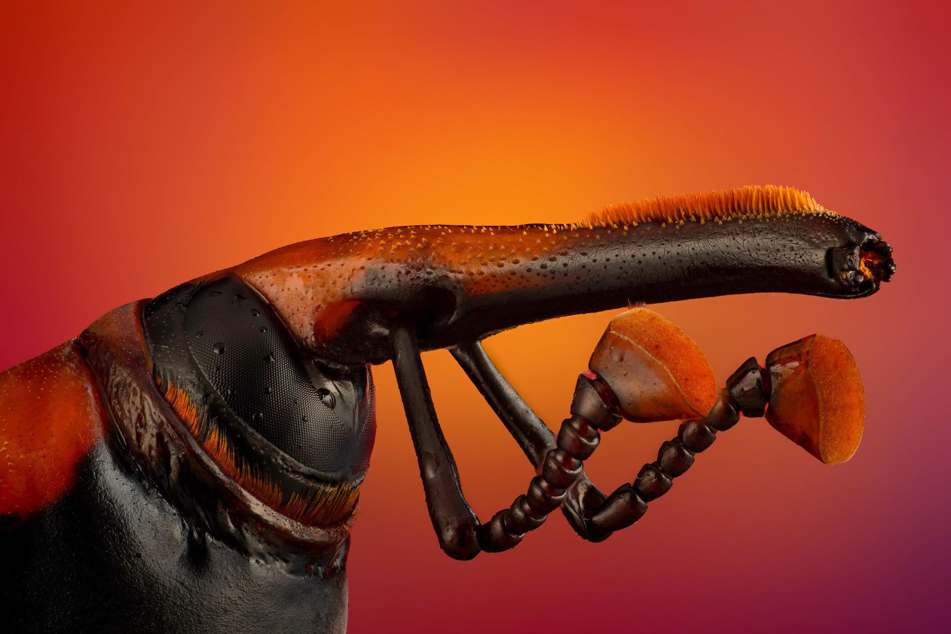 نمای نزدیک از سوسک حنایی خرما (Rhynchophorus ferrugineus) پیش از آغاز مبارزه