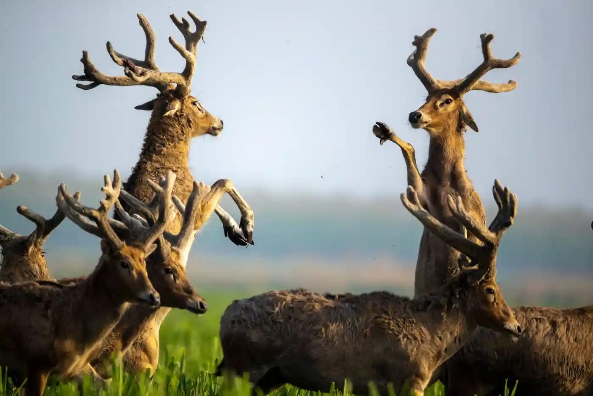 گوزن‌های شمالی در منطقه حفاظت‌شده 