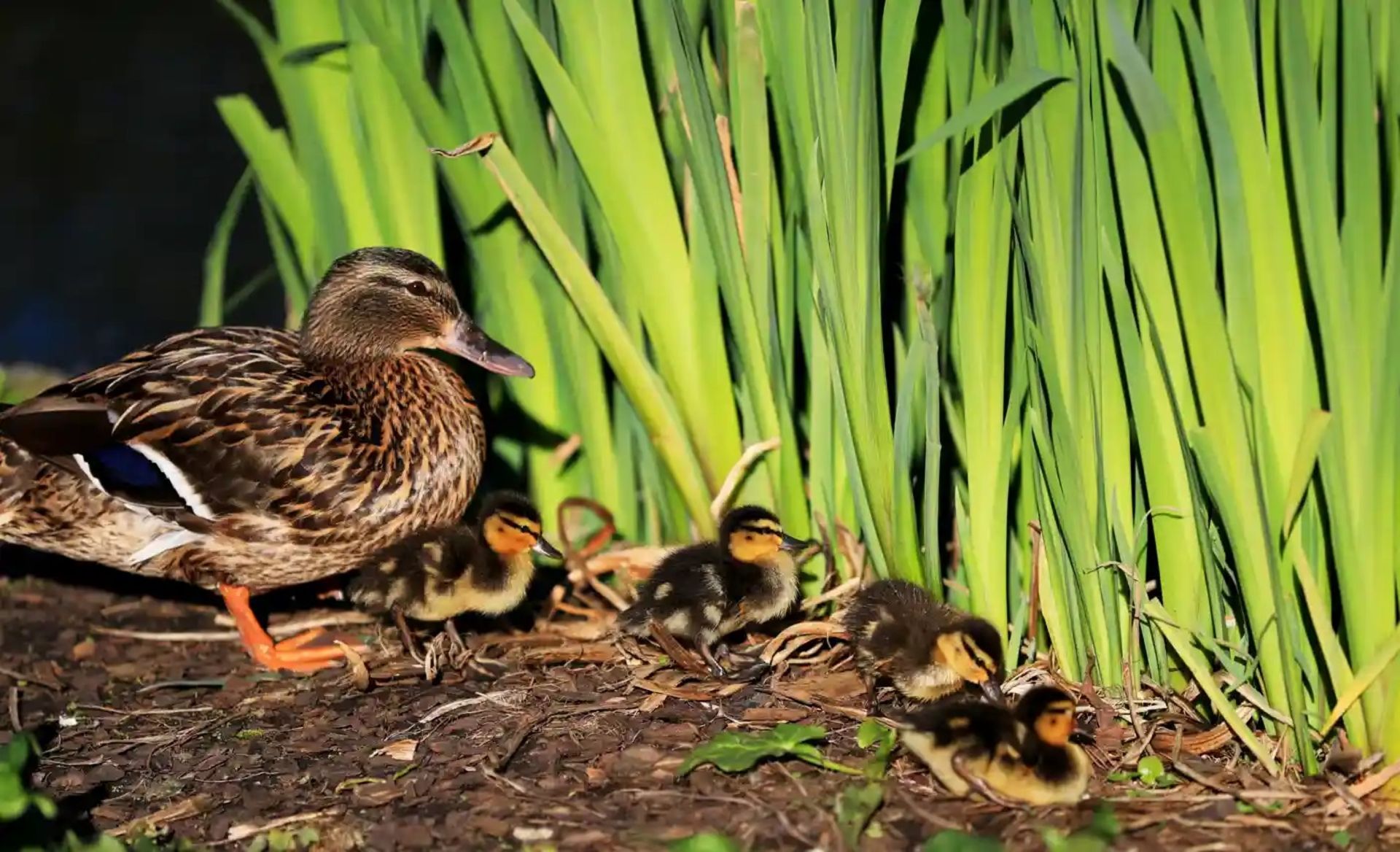 اردک و جوجه‌هایش 