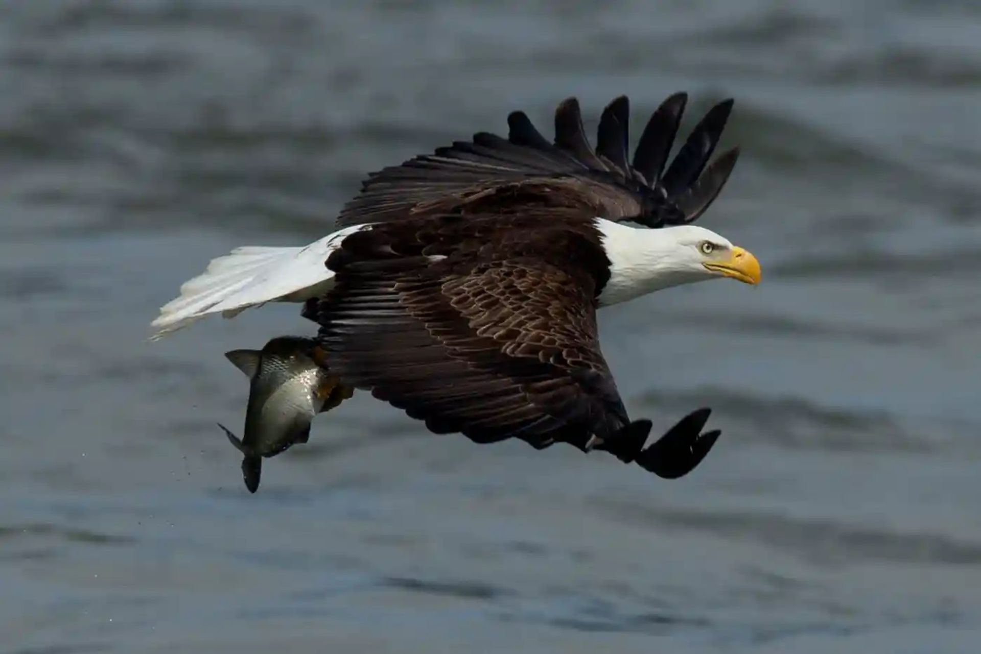عقاب سرسفید بزرگ، شکار ماهی‌ از رودخانه‌