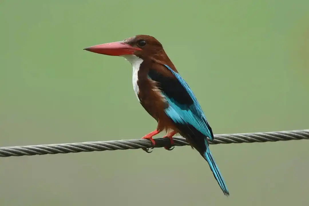 ماهی‌خورک