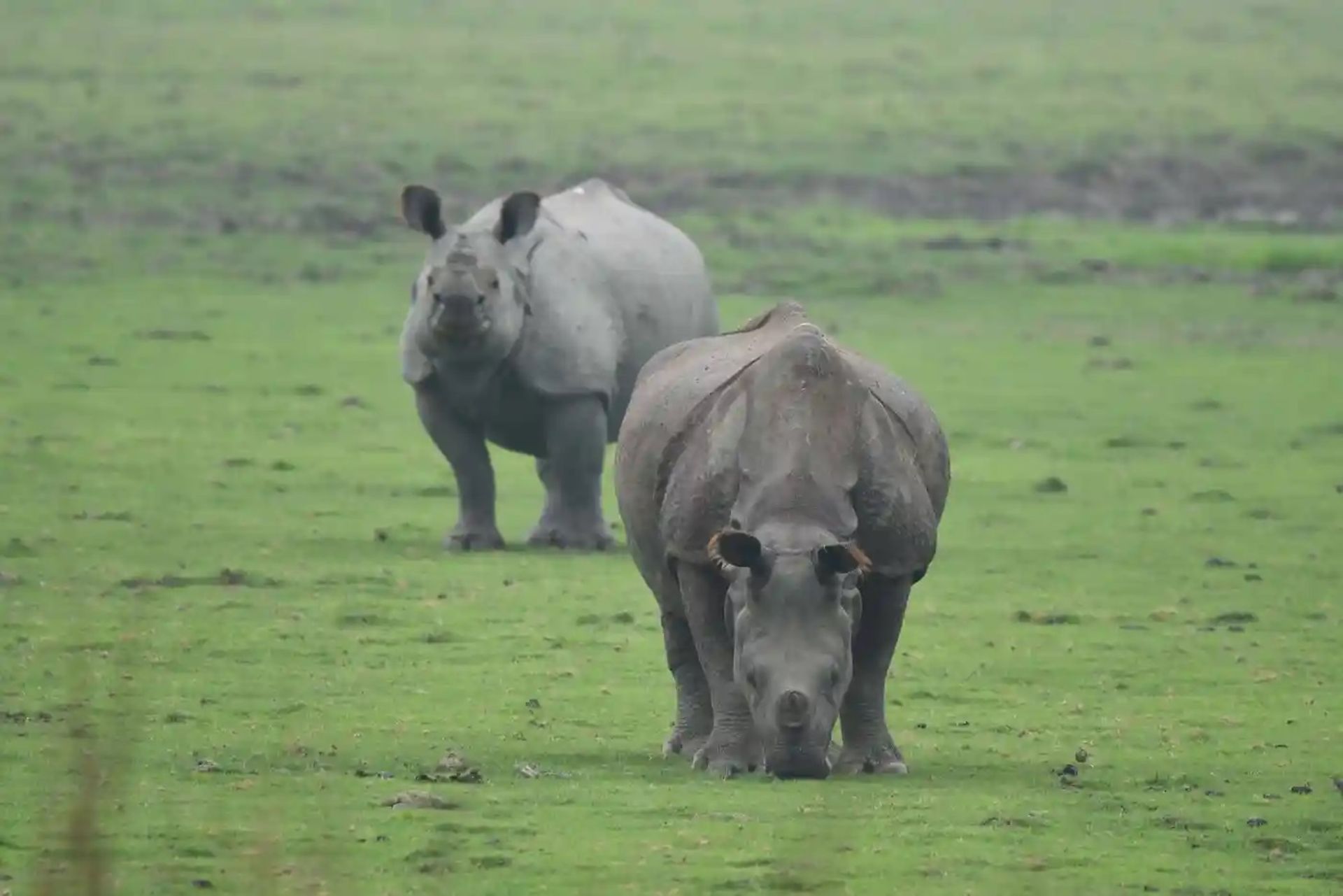 کرگدن‌های تک‌شاخ 