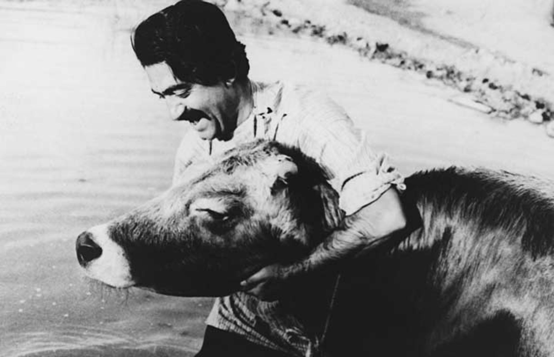 فیلم سینمایی گاو