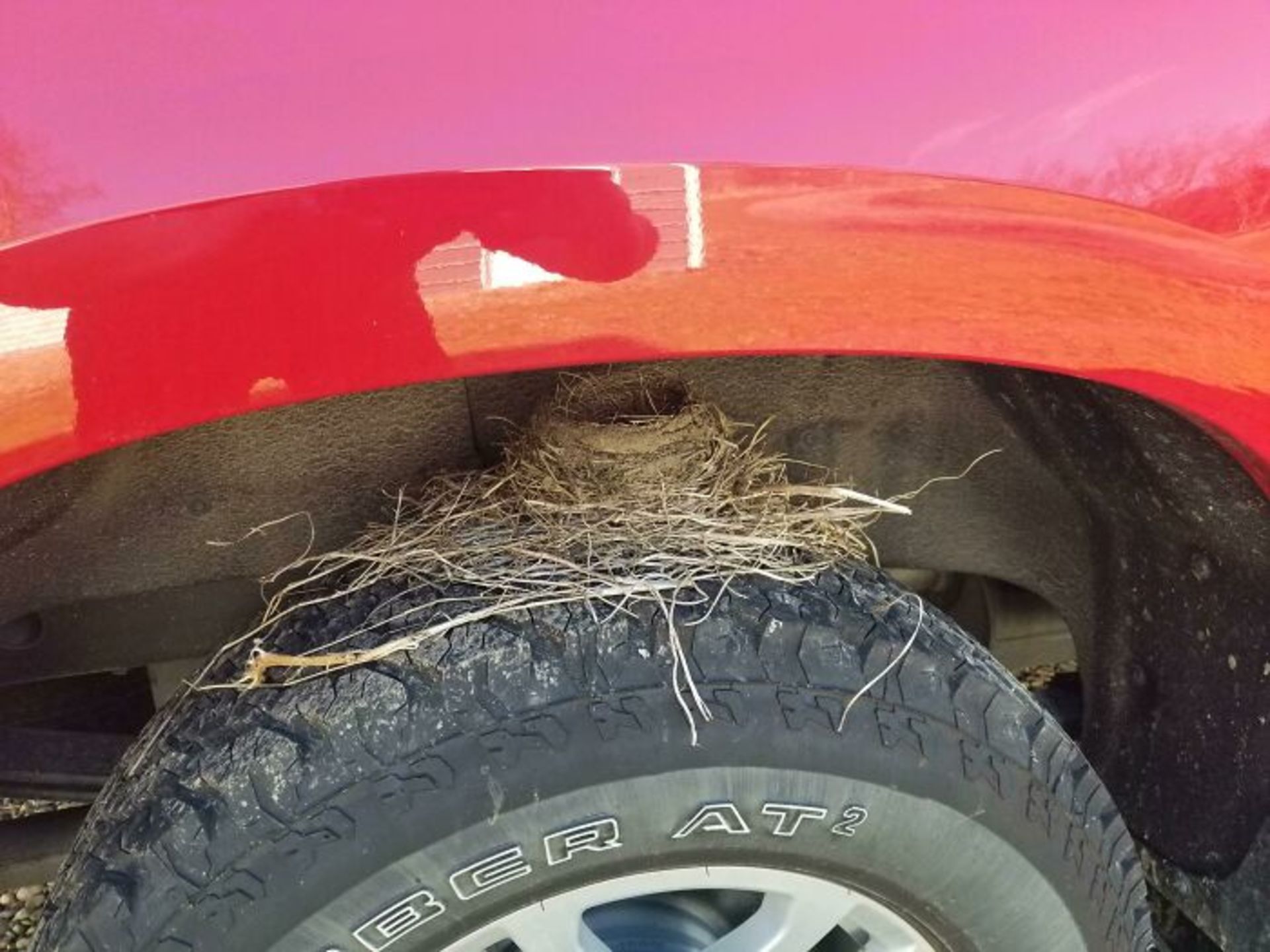 لانه‌‌ پرنده روی تایر ماشین