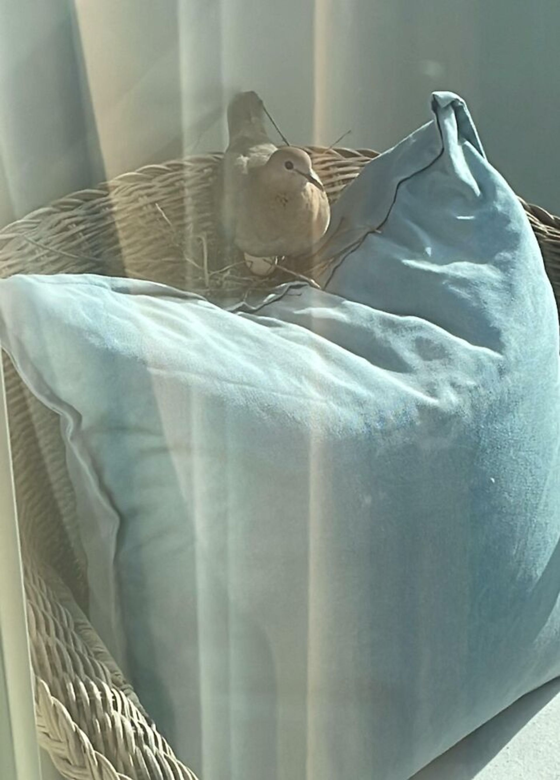 لانه‌‌ پرنده روی کوسن
