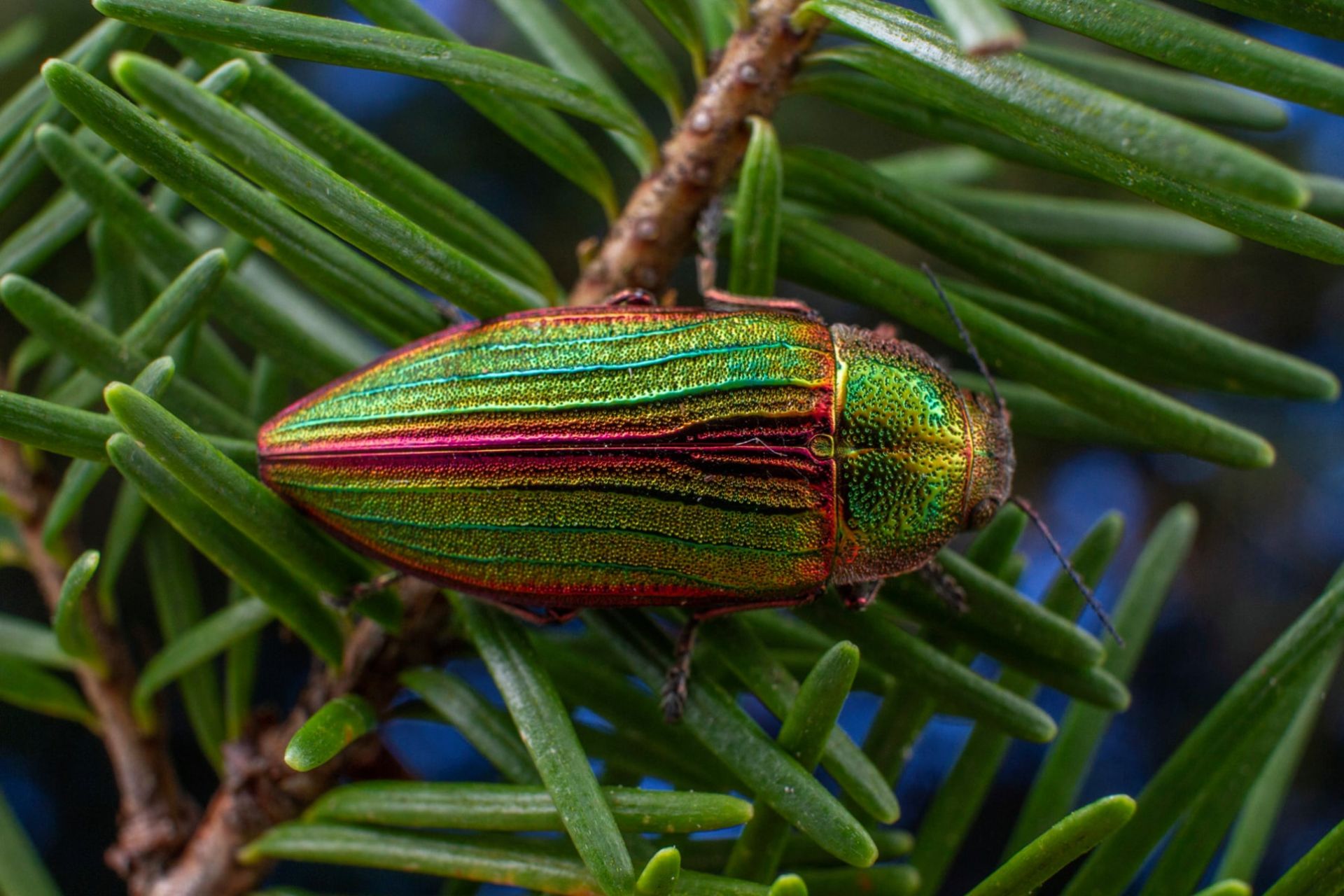 سوسک جواهر طلایی (Buprestis aurulenta) یا گلدن جوئل بیتل روی درخت