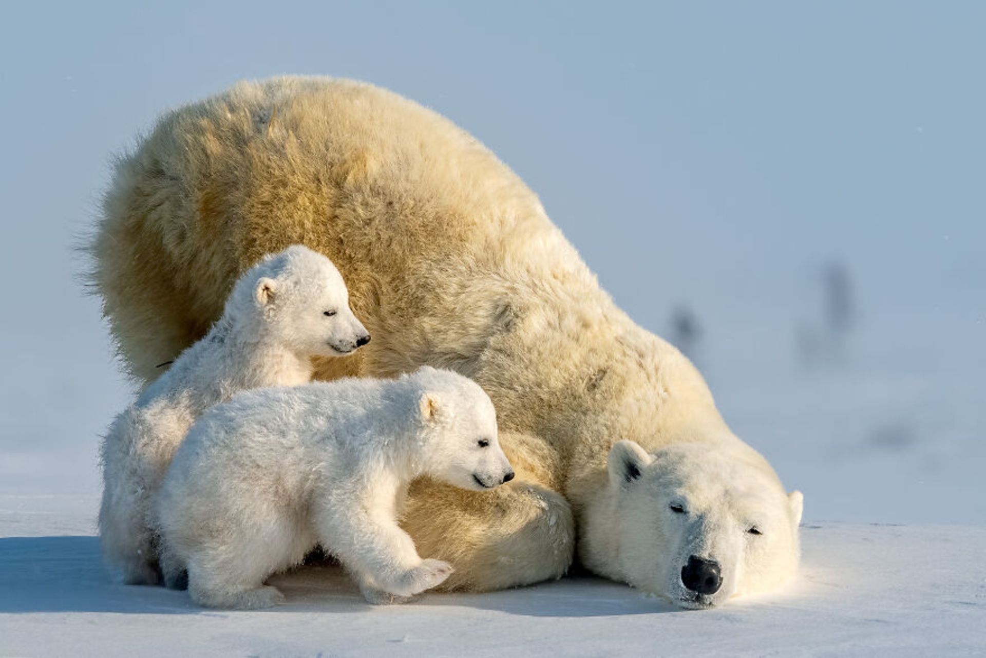 خرس قطبی و فرزندانش