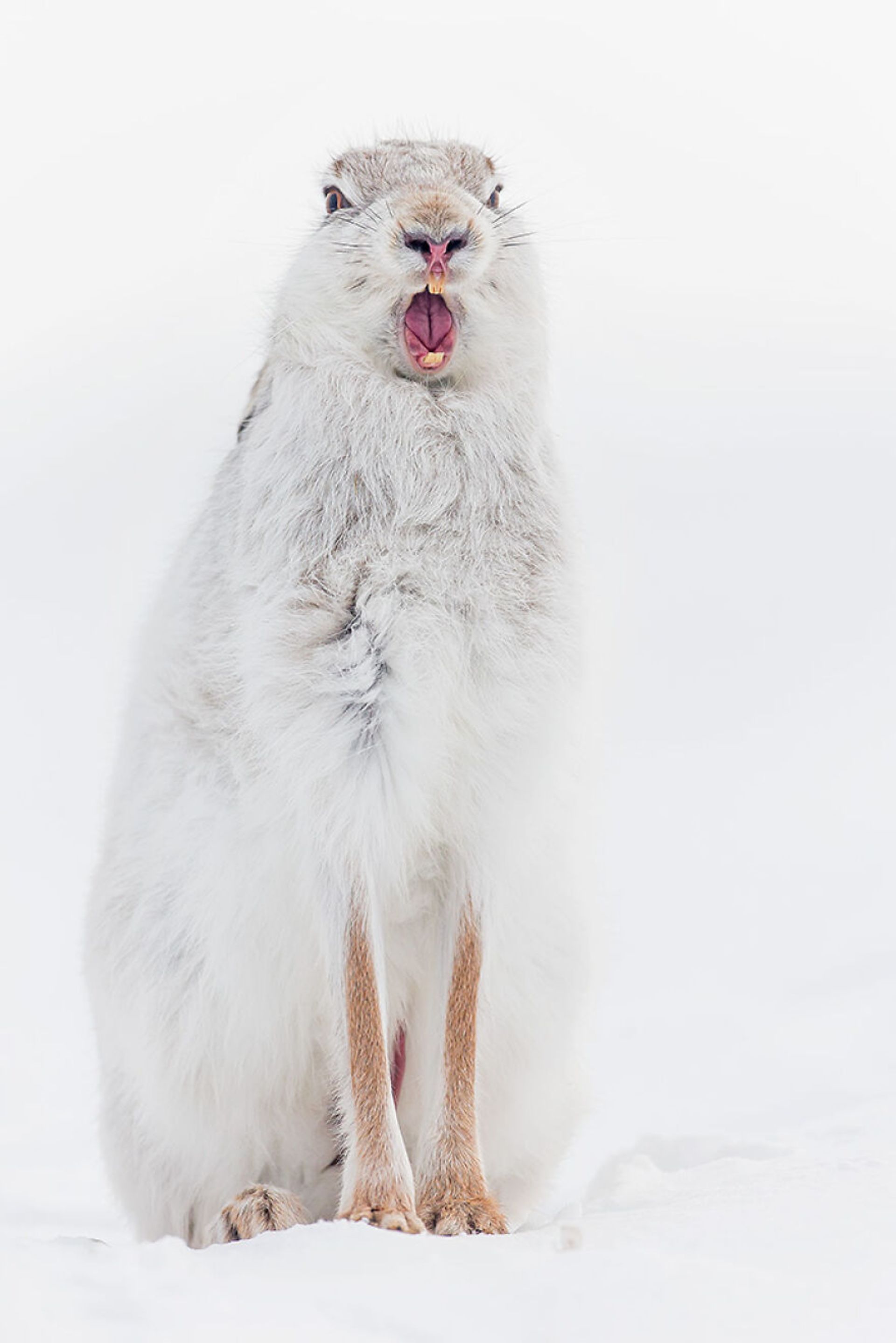 خرگوش سفید در برف