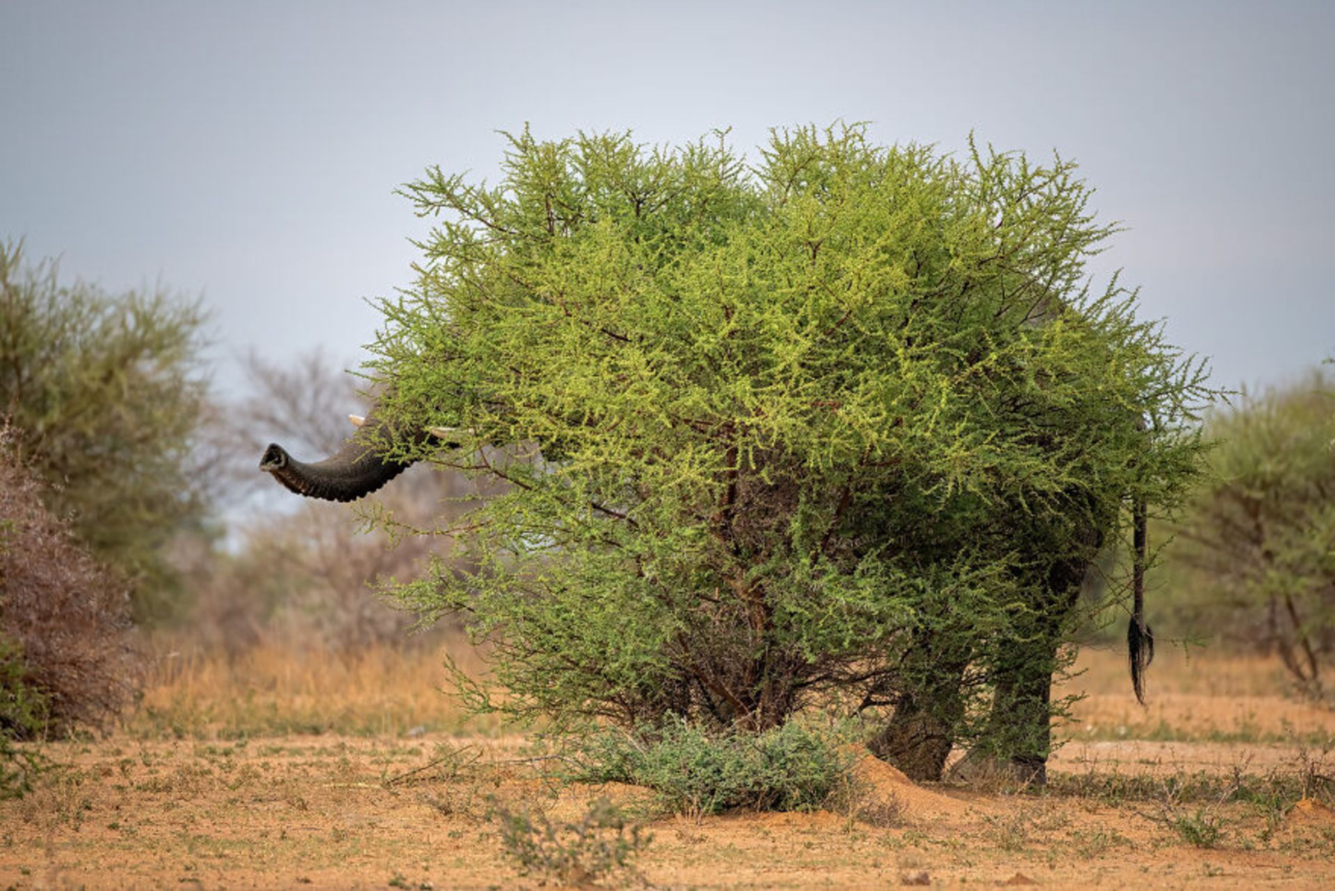 فیل استتار شده با شاخه درختان