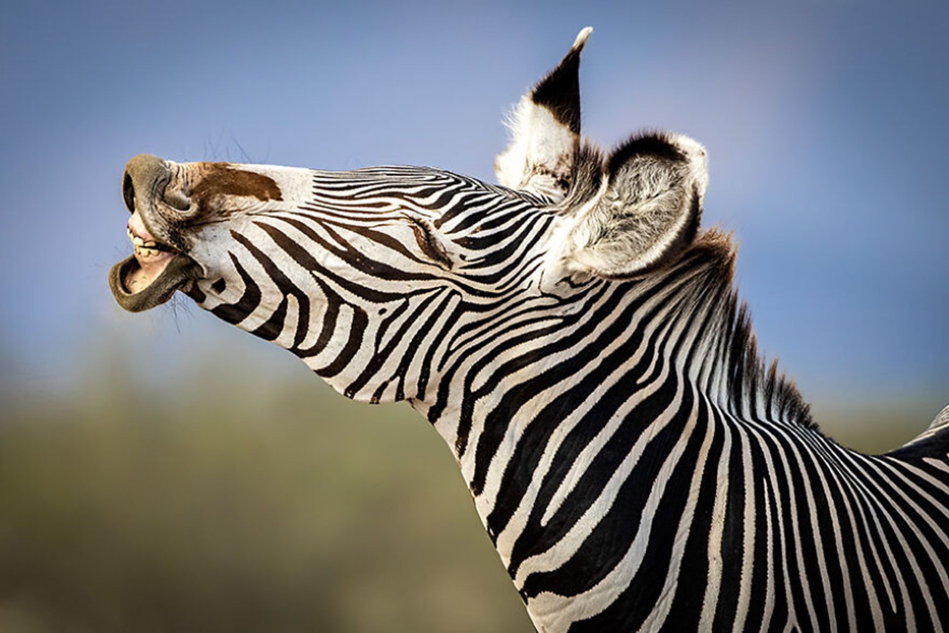 گورخر نیمرخ