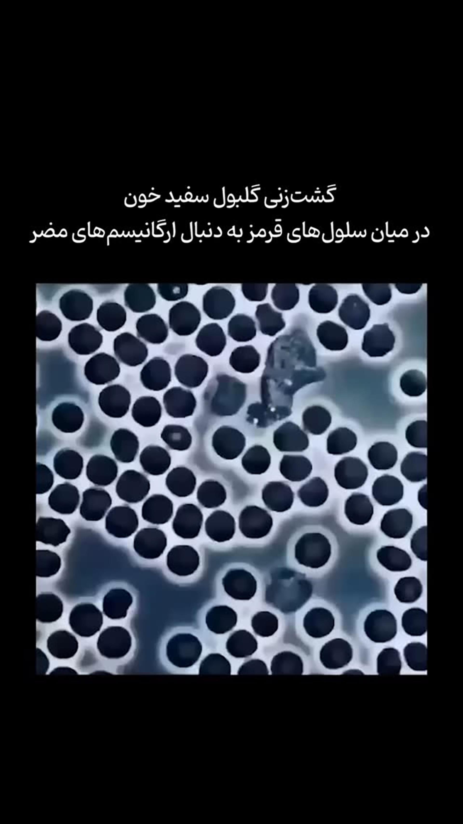 گشت پلیس گلبول‌های سفید 👮🏻😂