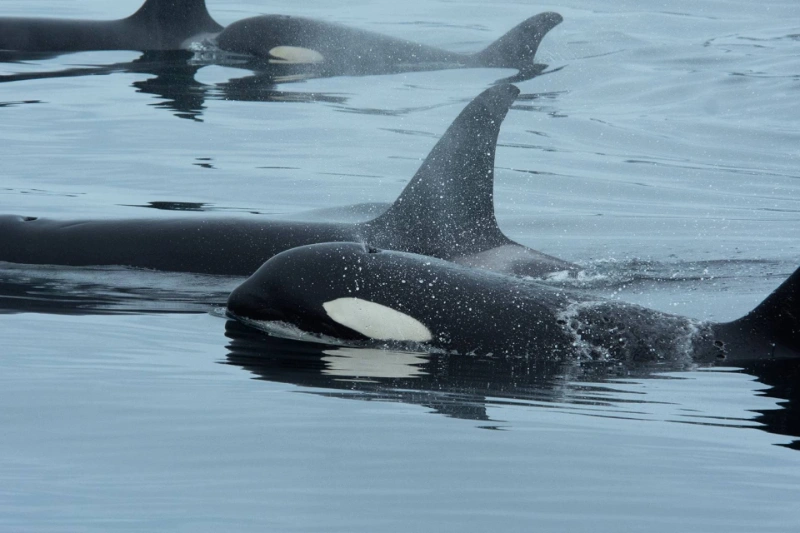 اتحاد غیرمنتظره در اقیانوس: نهنگ قاتل و دلفین با همکاری یکدیگر ماهی شکار می‌کنند