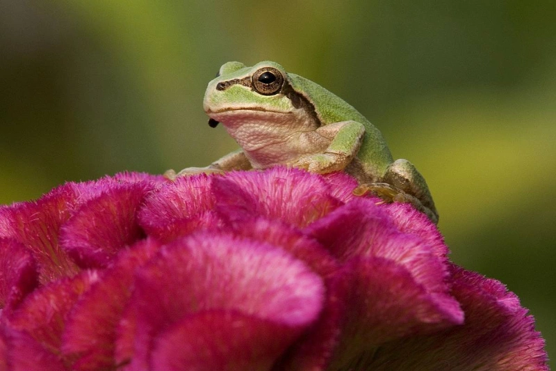 کشف دانشمندان ژاپنی: باکتری روده قورباغه سلول‌های سرطانی را نابود می‌کند