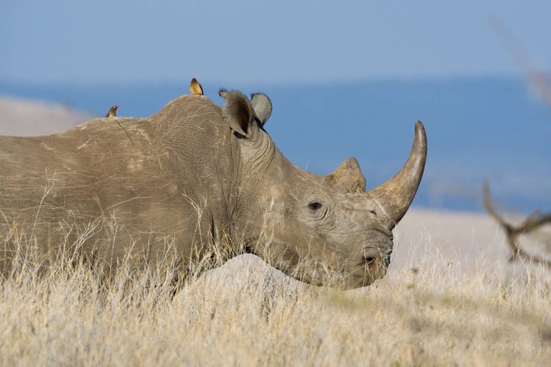 وقتی دشمن فرشته نجات می‌شود؛ چرا کرگدن‌ها به پرندگان خون‌خوار سواری می‌دهند؟