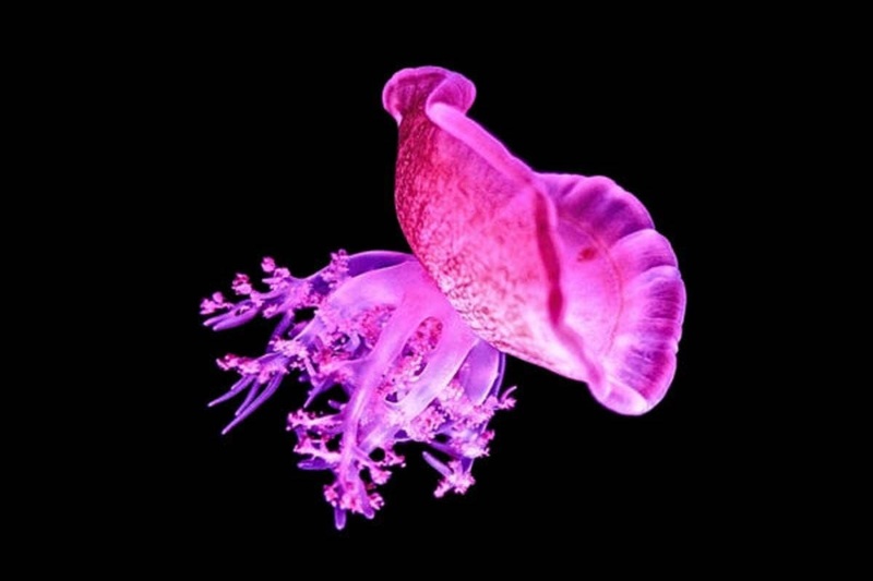 عروس دریایی مغز ندارد؛ اما مثل ما نیازمند خواب است