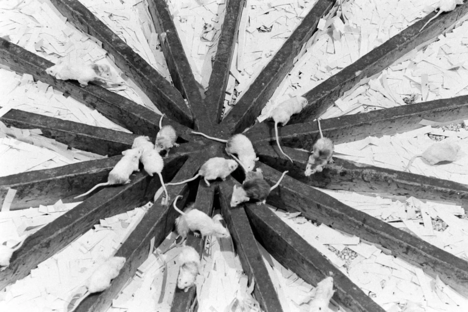 آزمایش آرمان‌شهر موش‌ها - جهان ۲۵